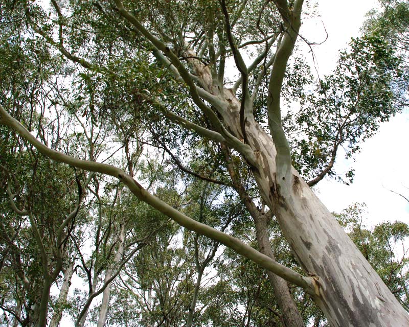 Eucalyptus viminalis - eucalipto da vimini (Alveolo forestale)