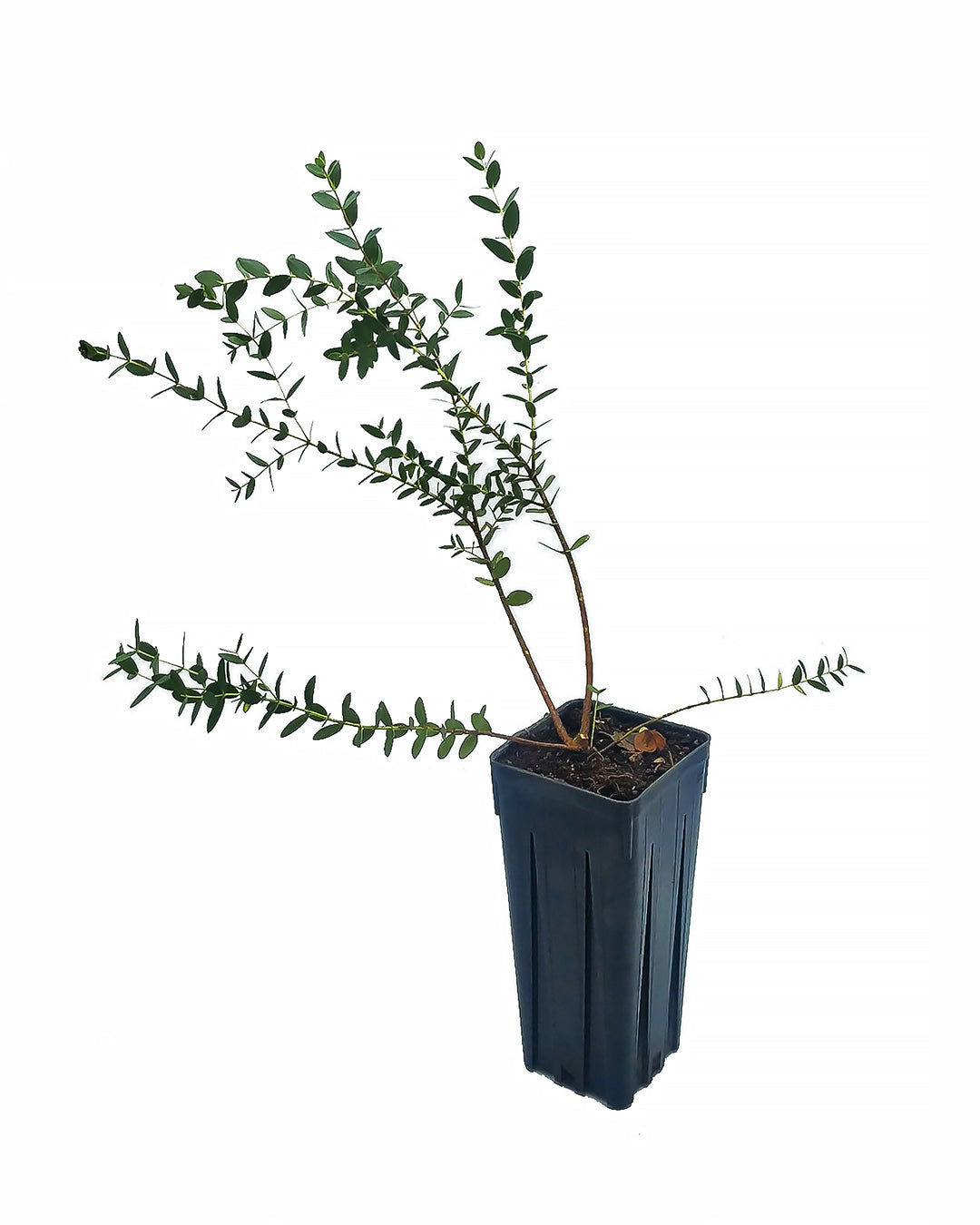 Eucalyptus parvifolia - small-leaved eucalyptus (Square vase 9x9x20 cm)