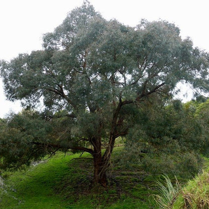 Eucalyptus nicholii - eucalipto aromatico (Vaso quadro 9x9x20 cm)
