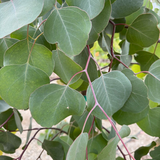 Eucalyptus polyanthemos - (Vaso quadro 9x9x20 cm)