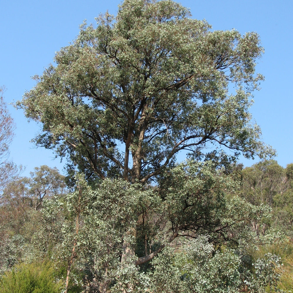 Eucalyptus polyanthemos - (Vaso quadro 9x9x20 cm)