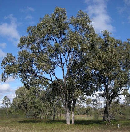 Eucalyptus populus - eucalipto a foglie di pioppo (Vaso quadro 9x9x20 cm)
