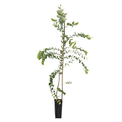 Eucalyptus cinerea - silver dollar (Square vase 9x9x20 cm)