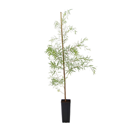 Eucalyptus nicholii - eucalipto aromatico (Vaso quadro 9x9x20 cm)