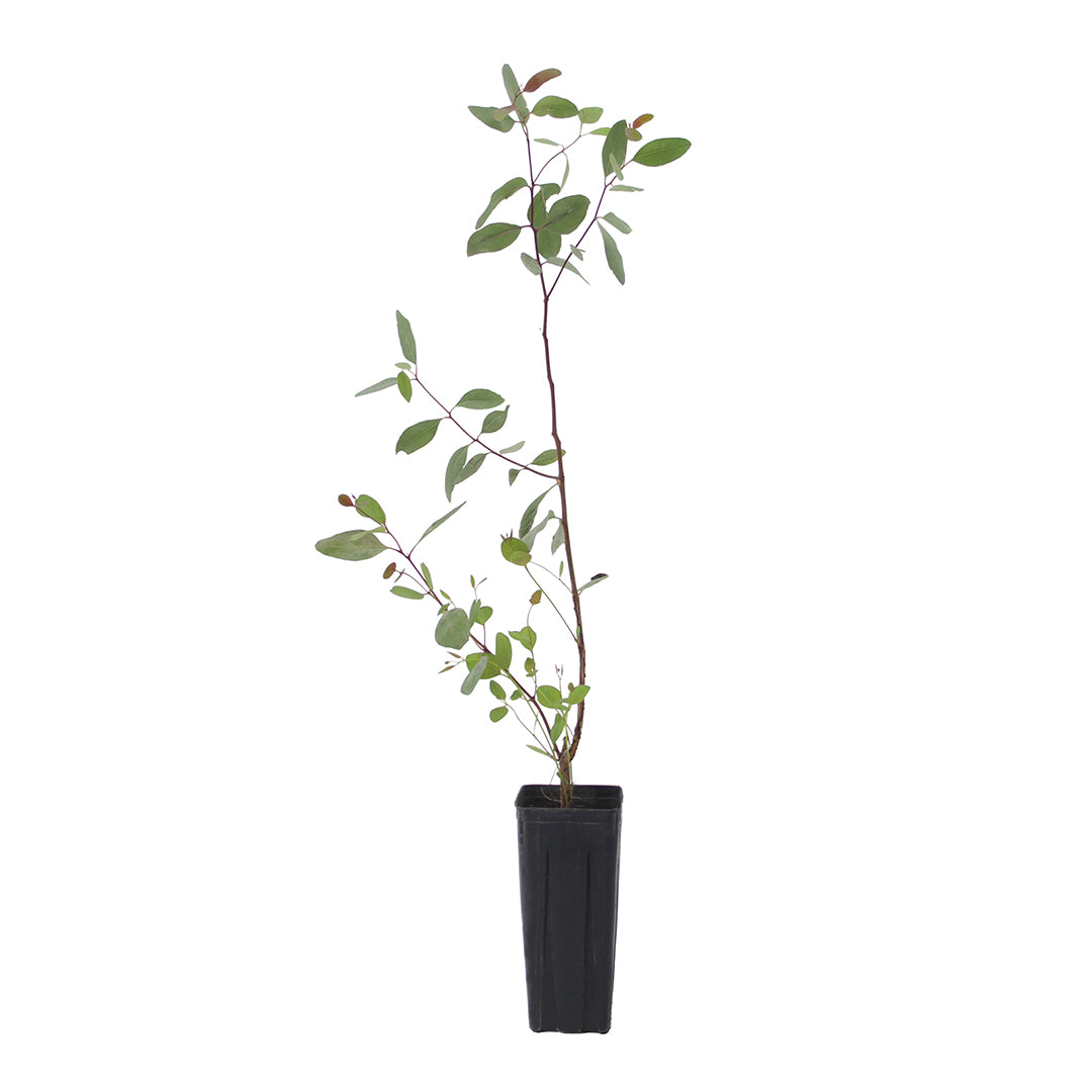 Eucalyptus polyanthemos - (Vaso quadro 9x9x20 cm)