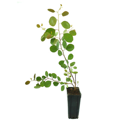 Eucalyptus populus - poplar-leaved eucalyptus (Square vase 9x9x20 cm)