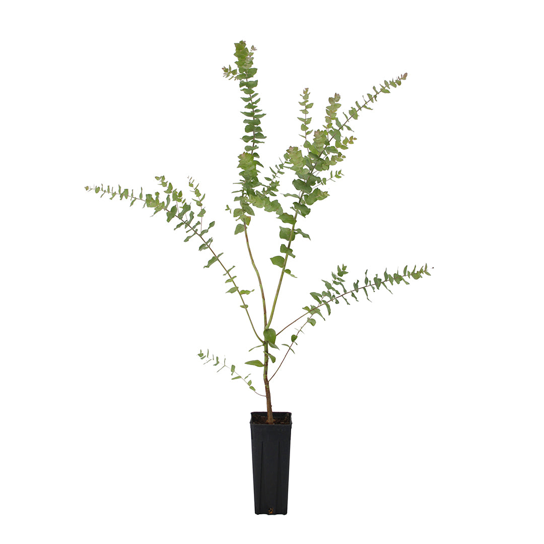 Eucalyptus stuartiana - eucalipto della neve (Vaso quadro 9x9x20 cm)