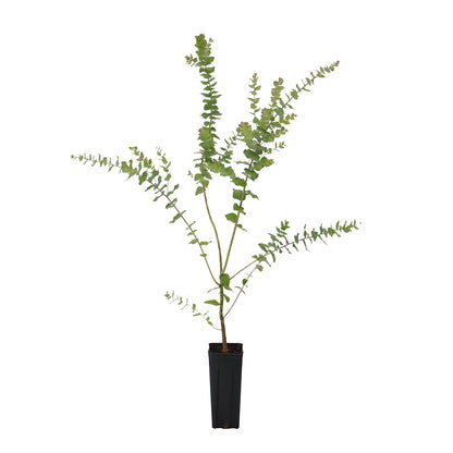 Eucalyptus stuartiana - eucalipto della neve (Vaso quadro 9x9x20 cm)