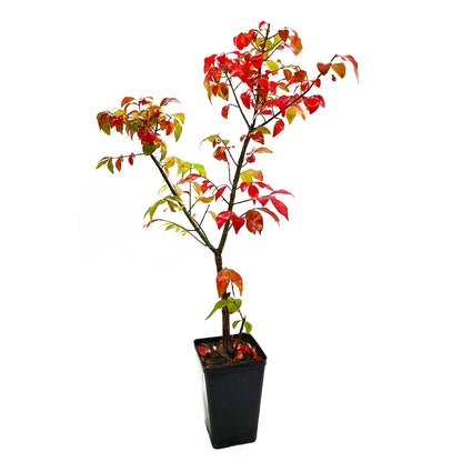 Euonymus europaeus - priest's hat (Square vase 9x9x20 cm)