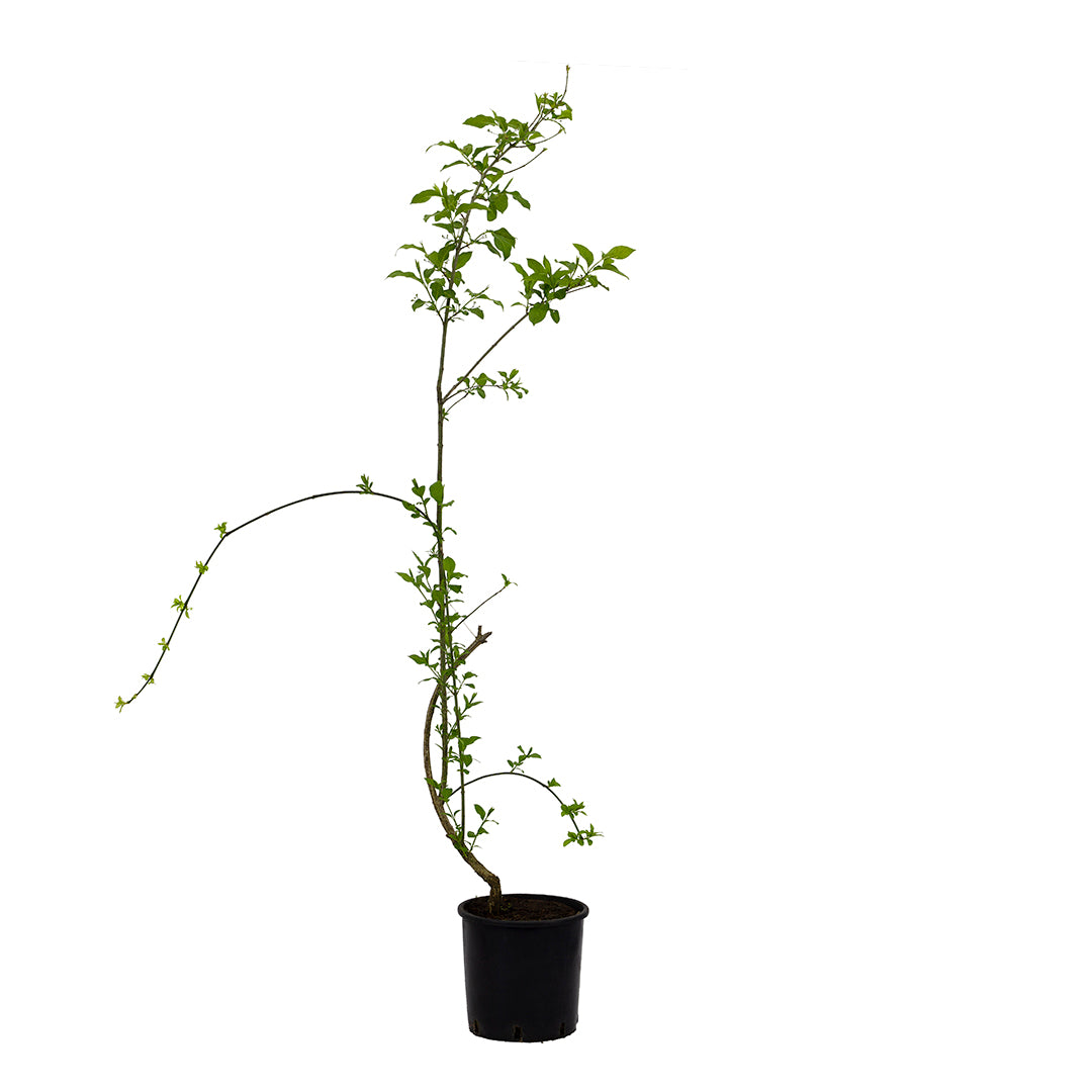 Euonymus europaeus - priest's hat (Vase 18 cm)