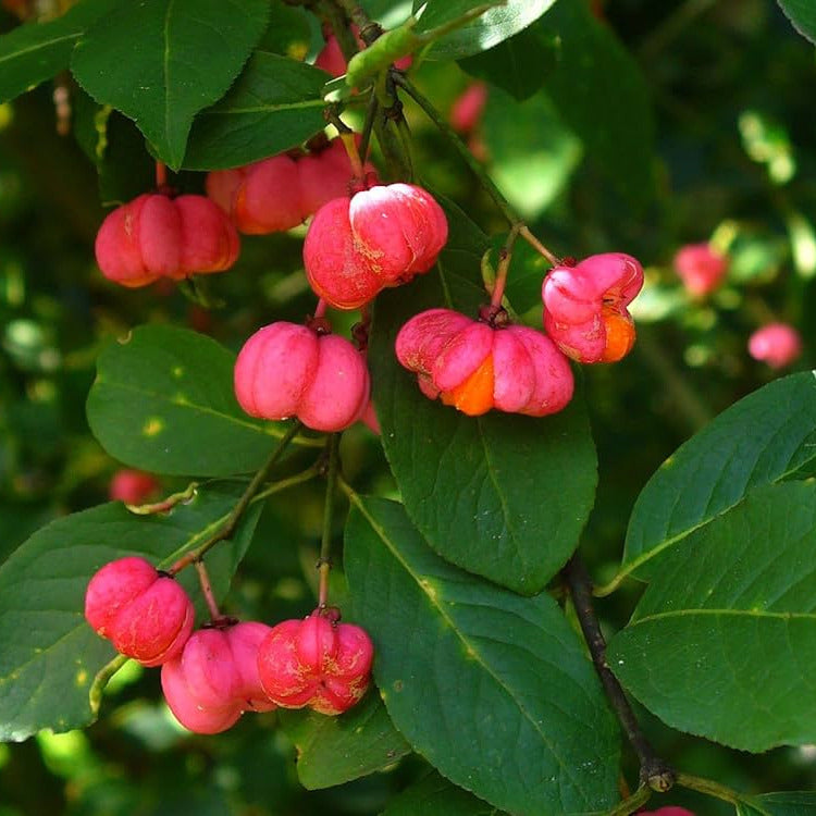 Euonymus europaeus VivaiMDB