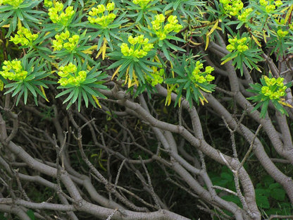 Euphorbia dendroides - tree spurge (Square vase 7x7x10 cm)