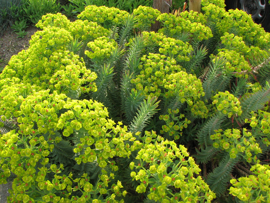 Euphorbia rigid - blue euphorbia (Square vase 7x7x10 cm)