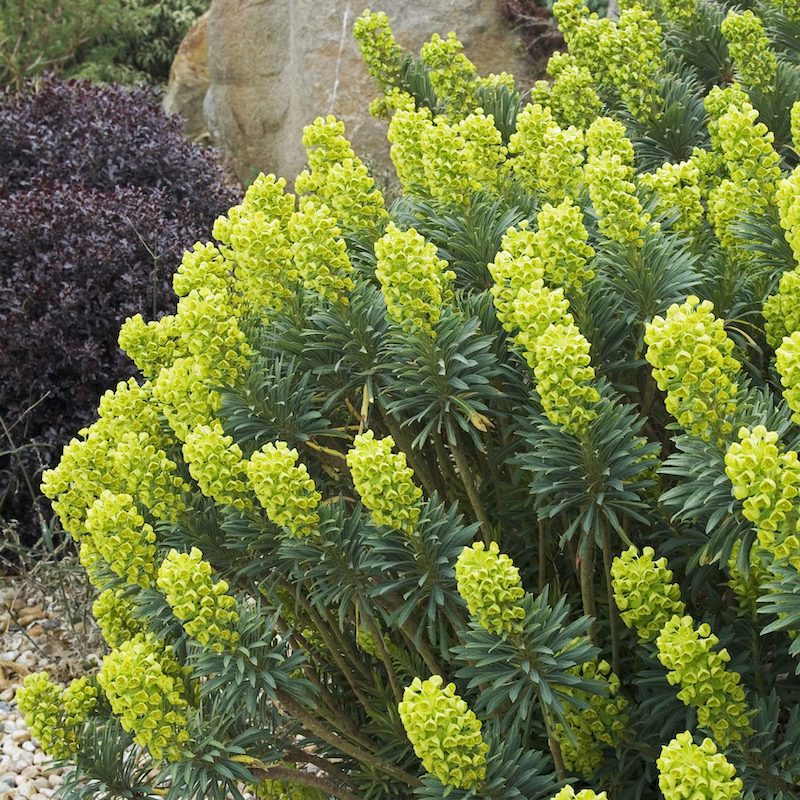 Euphorbia characias - euforbia cespugliosa (Vaso quadro 7x7x10 cm)