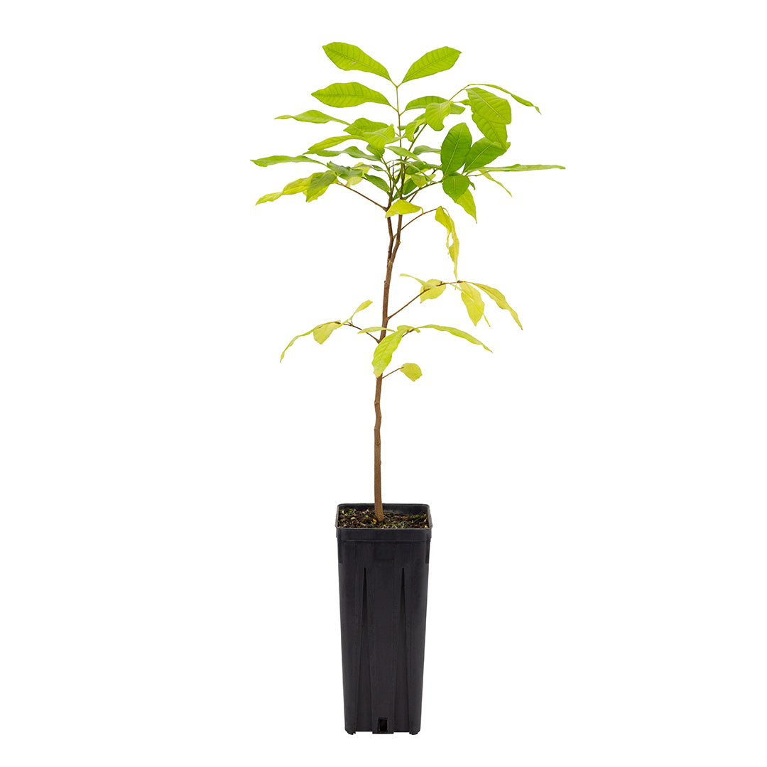 Euphoria (syn. Dimocarpus) longana - longan (Square vase 9x9x20 cm)