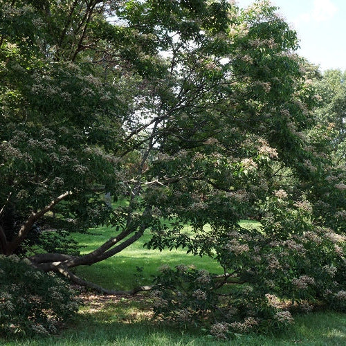 Evodia daniellii VivaiMDB