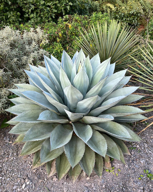 Agave ovatifolia - agave with oval leaves (Square vase 7x7x10 cm)