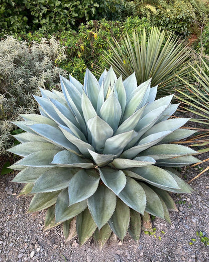 Agave ovatifolia - oval-leaved agave (18 cm pot)