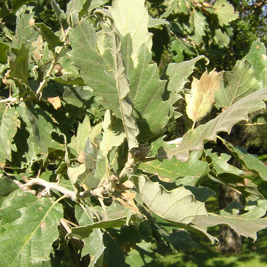 Quercus ithaburensis subs. macrolepis - vallonea (Alveolo forestale)