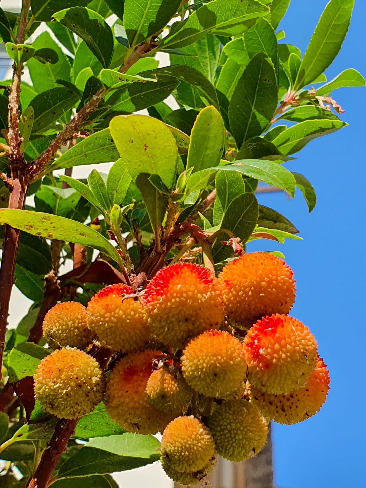 Arbutus Unedo - Strawberry Tree (Forestry Alveolus)