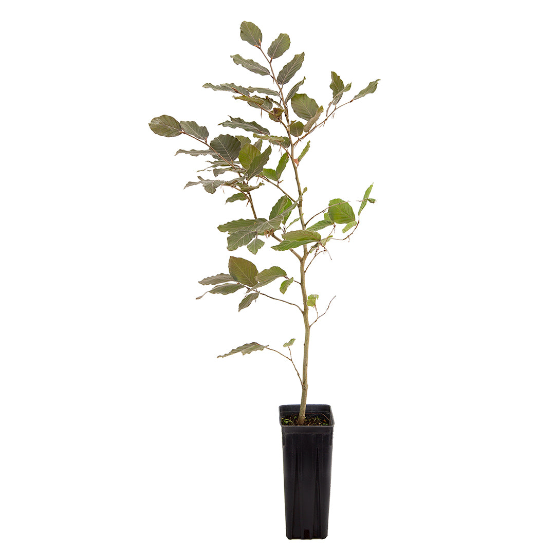 Fagus sylvatica cv. "purpurea" - faggio rosso (Vaso quadro 9x9x20 cm)