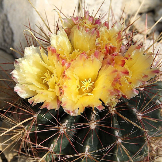 Ferocactus hamatacanthus - ferocactus (Vaso 12 cm)