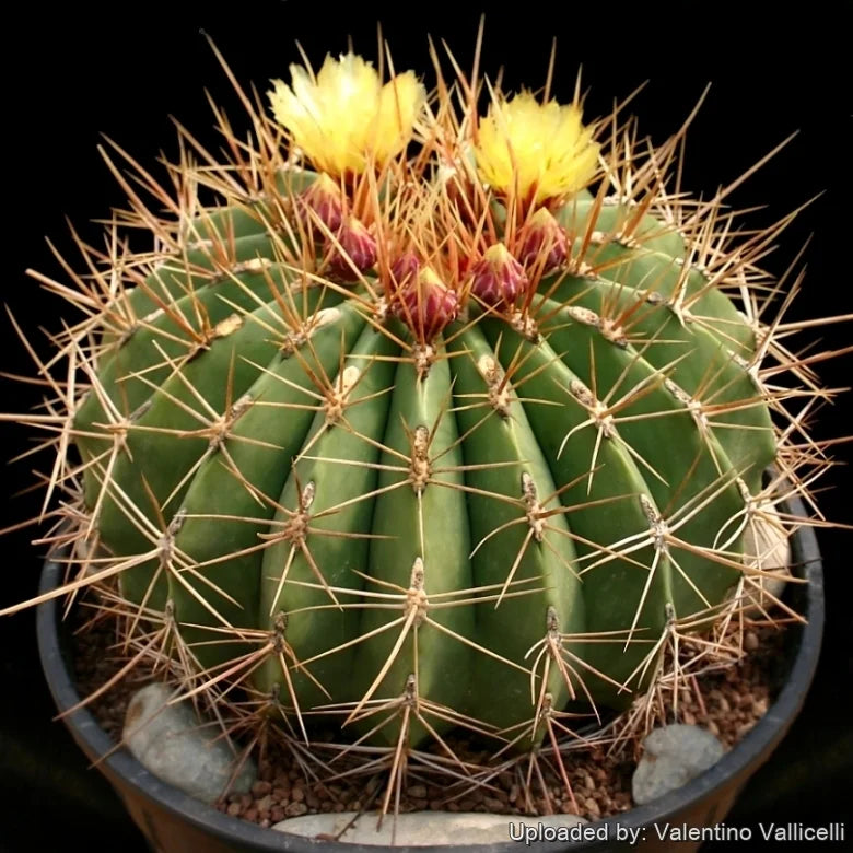 Ferocactus hamatacanthus - ferocactus (Vaso quadro 7x7x8 cm)