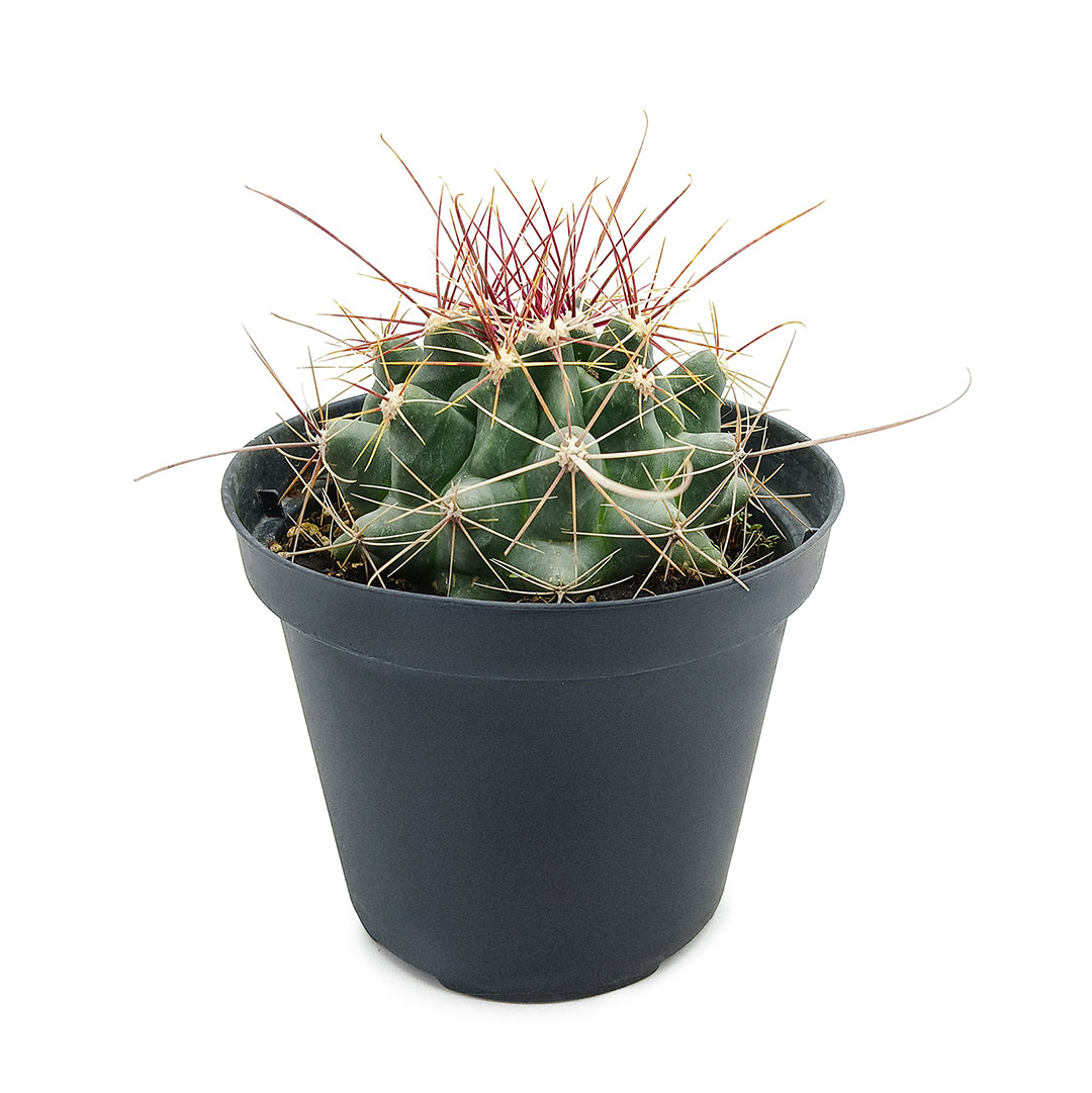 Ferocactus hamatacanthus - ferocactus (Vaso 12 cm)