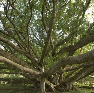 Ficus Retusa Albero VivaiMDB