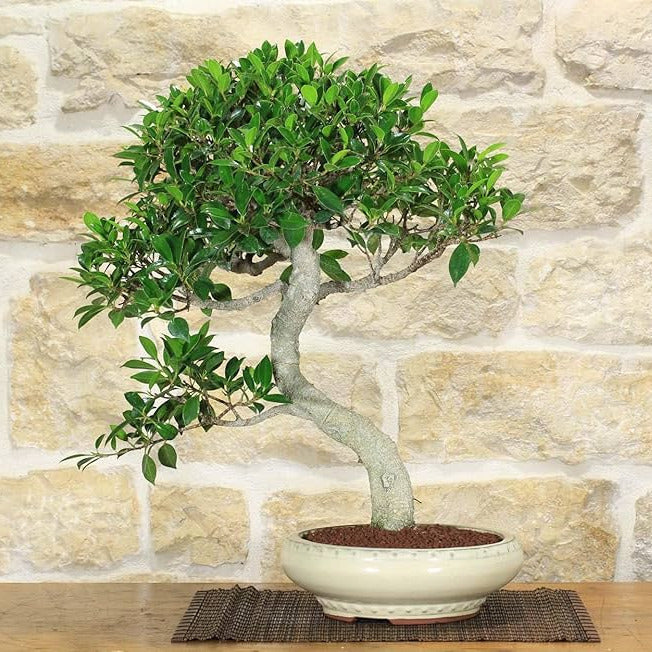 Ficus Retusa Bonsai VivaiMDB