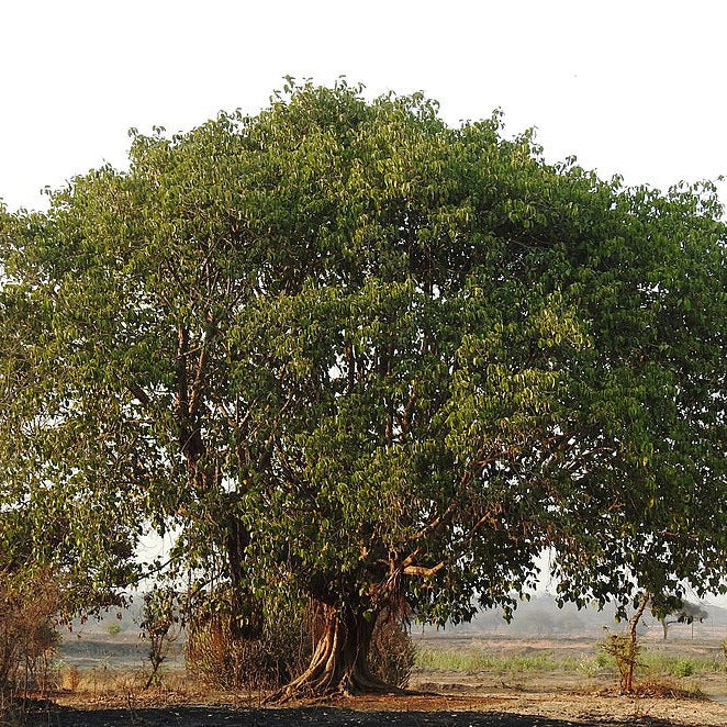 Ficus benghalensis MDB 65 VivaiMDB