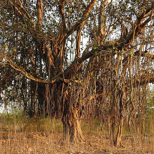 Ficus benghalensis tronco VivaiMDB