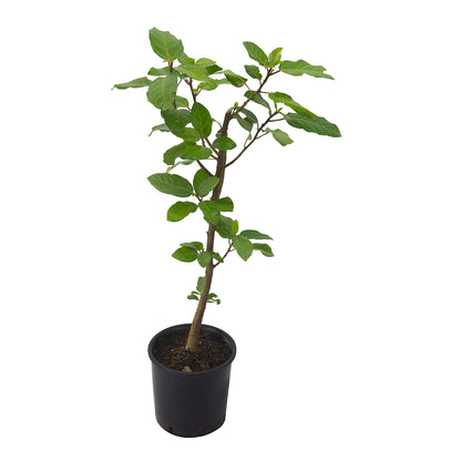 Ficus benghalensis MDB 65 - banyan tree, ficus dea Kalì (Vaso 18 cm)