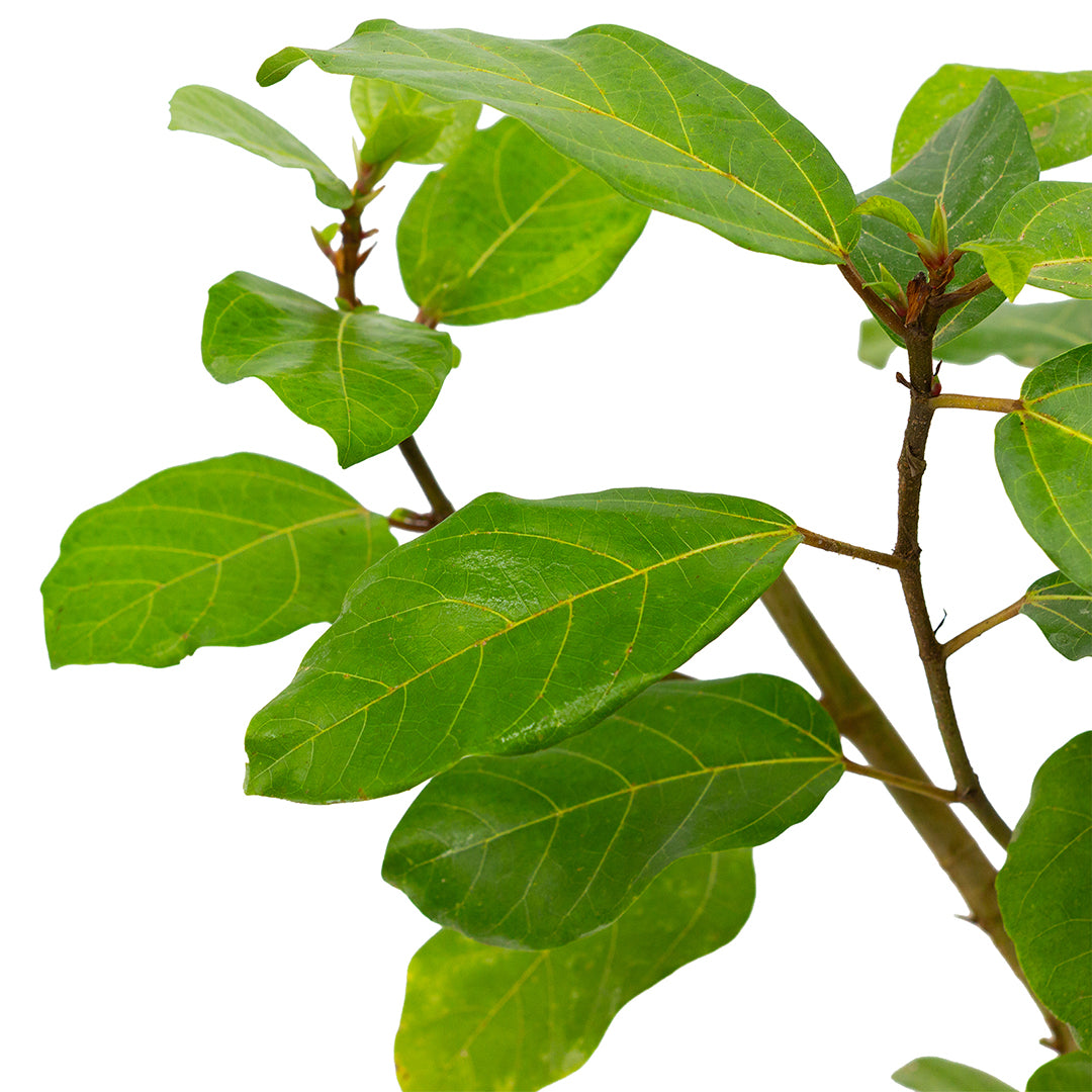 Ficus benghalensis MDB 65 - banyan tree, ficus dea Kalì (Vaso 18 cm)