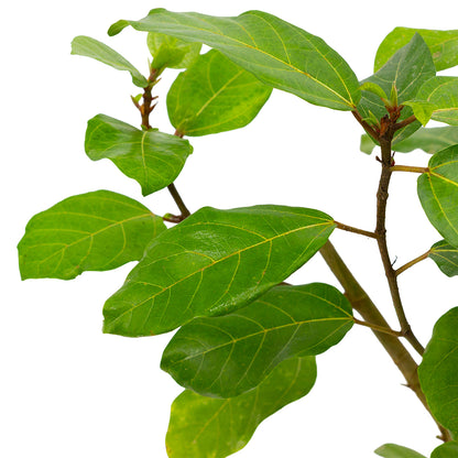 Ficus benghalensis MDB 65 - banyan tree, ficus dea Kalì (Vaso 18 cm)