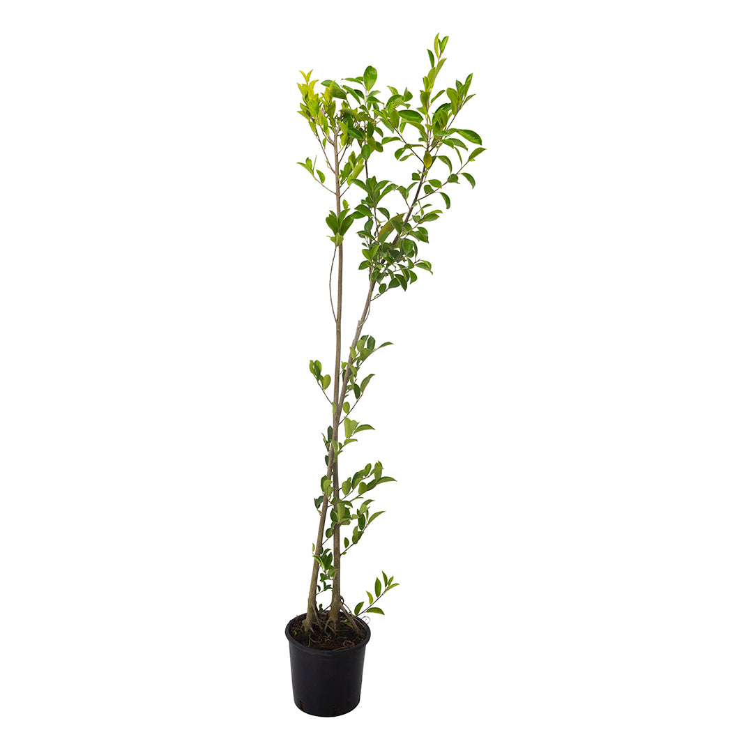 Ficus retusa - ficus (Vaso 20 cm)