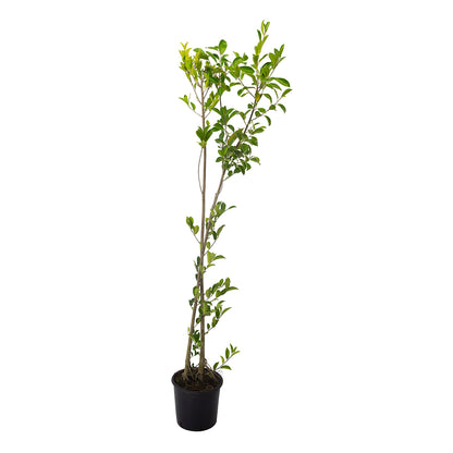 Ficus retusa - ficus (Vaso 20 cm)