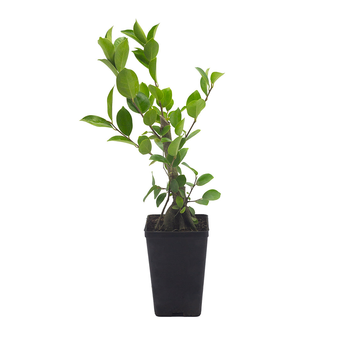 Ficus retusa - ficus (Vaso quadro 9x9x13 cm)