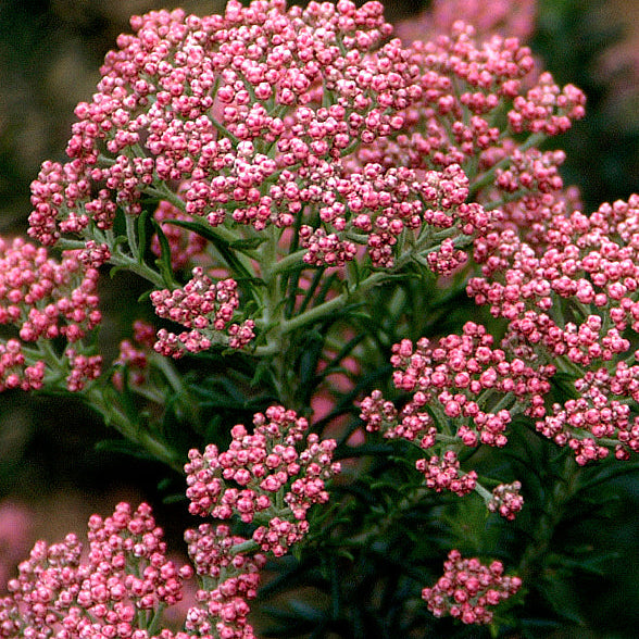Fiore Ozothamnus rosmarinifolius -  Fiore di Riso in Vaso 15cm - Vivai MDB 