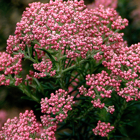 Fiore Ozothamnus rosmarinifolius -  Fiore di Riso in Vaso 15cm - Vivai MDB 