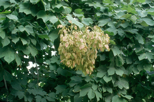 Firmiana simplex - parasol tree (Square vase 9x9x20 cm)