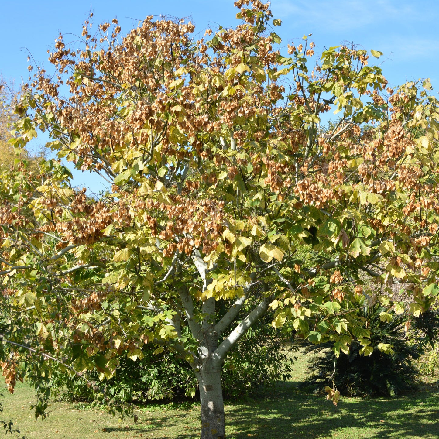 Firmiana simplex alveolo forestale foto albero con semi di Vivai MDB