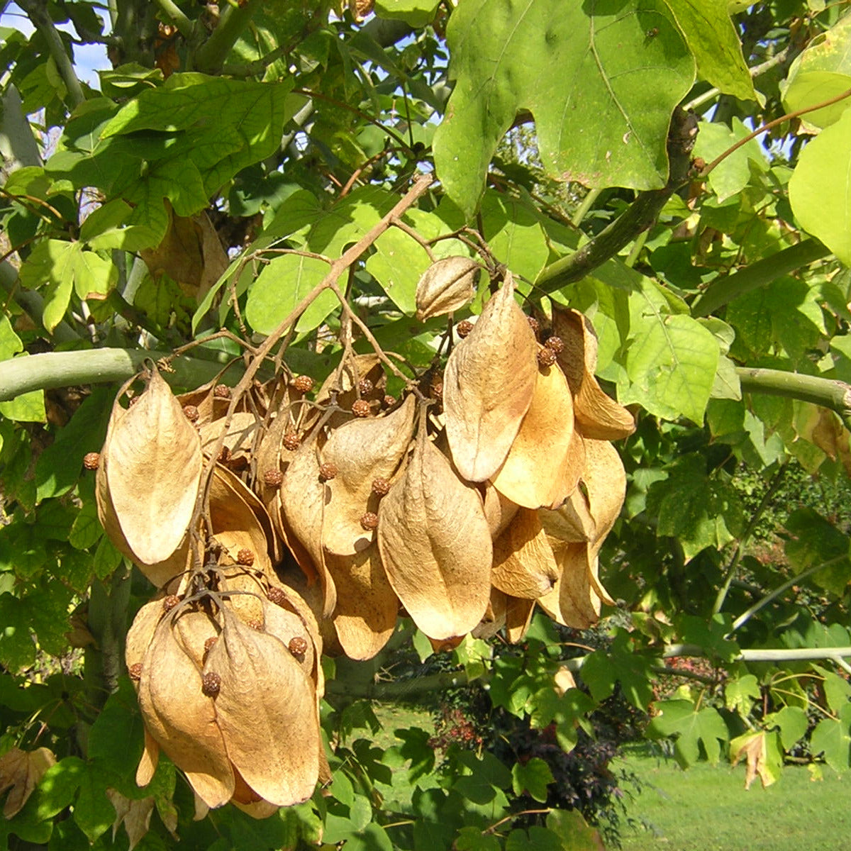 Firmiana simplex alveolo forestale foto semi sull'albero di Vivai MDB