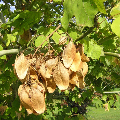 Firmiana simplex alveolo forestale foto semi sull'albero di Vivai MDB