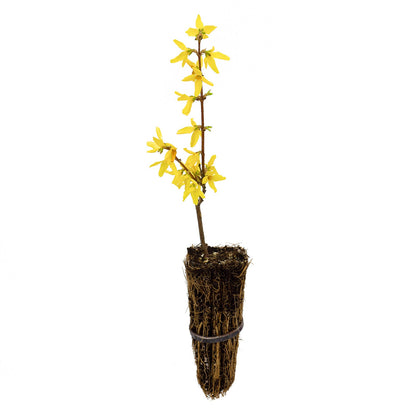 Forsythia viridissima - forsizia (Alveolo forestale)