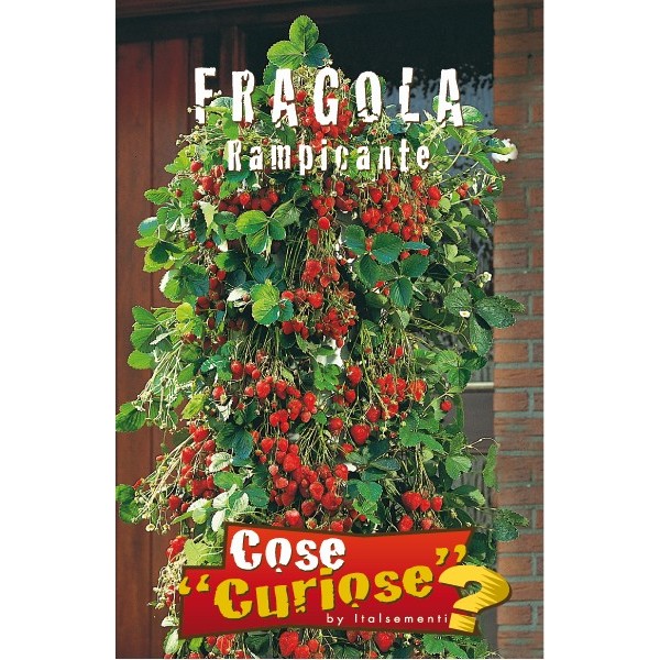 Fragaria x ananassa - climbing strawberry (1 pack)