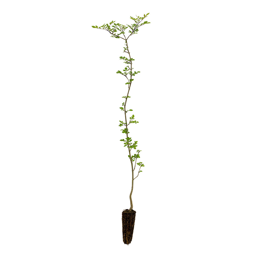 Fraxinus angustifolia subsp. oxycarpa - southern ash (Offer 40 forest cells)