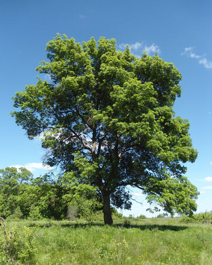 Fraxinus angustifolia subsp. oxycarpa - southern ash (forest tree)