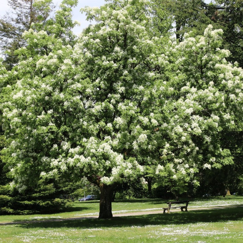 Fraxinus ornus - orniello (10 piante a radice nuda)