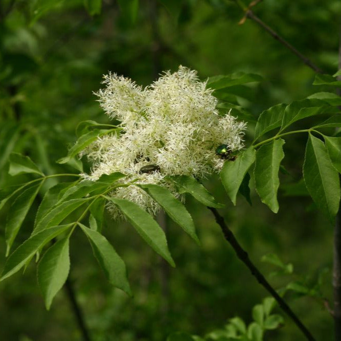 Fraxinus ornus - orniello (10 piante a radice nuda)